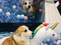-BABYDOG宝贝狗宠物乐园(欧洲城店)