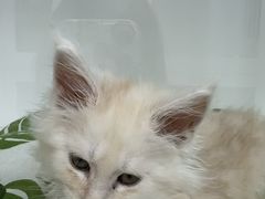 -青奢宠物·青奢猫舍