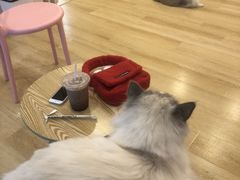 -猫咪派对(江南西店)