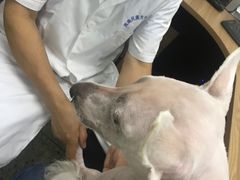 -成都民大动物医院
