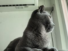 -御宝贝·A梦猫科宠物医院(国际猫友好医院)