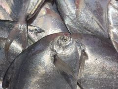 -龙宴海鲜城(经中路店)