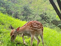-大连森林动物园