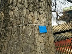 -嵩山少林文化旅游景区