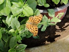 -秦美花卉(天朗·莱茵小城2期店)