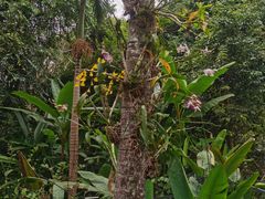 -中国科学院西双版纳热带植物园