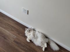 -青奢宠物·青奢猫舍