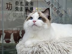 -爱洗澡的猫(天河路店)