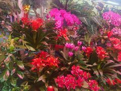 -花鸟鱼虫鲜花绿植市场(玉泉路店)