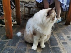 -喵屿·大理花园猫咖