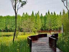 -黄海国家森林公园