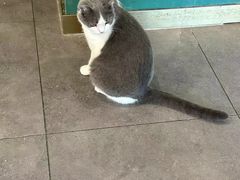 -飞行喵MR PILOT|猫舍·猫咖(静安大融城店)