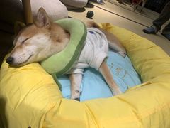 -逗柴咖啡屋·狗咖猫咖宠物桌游