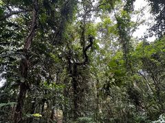 -中国科学院西双版纳热带植物园