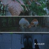拍出雨天🌧️的静谧与情绪！