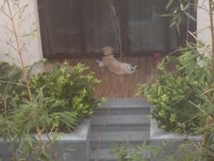 IMG_2238-上海崇明金茂凯悦酒店