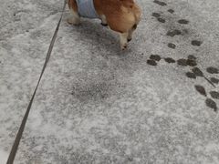 -宠福鑫康馨动物医院·骨科·眼科