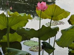 -金银湖国家城市湿地公园