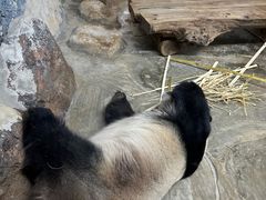 -海南热带野生动植物园