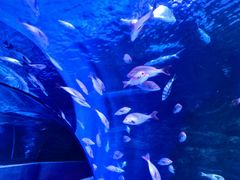 -太平洋海底世界