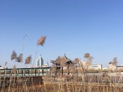 -莲花池公园