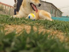 -趣玩宠物乐园寄养训犬训狗游泳池