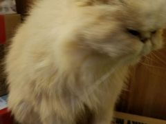 -猫色咖啡·猫咖
