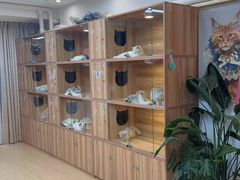 -猫十亿·布偶金渐层·曼基康矮脚猫舍(青年路店)