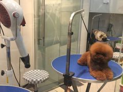 -PETKIT 小佩宠物·低压洗护·美容·寄养(安远店)