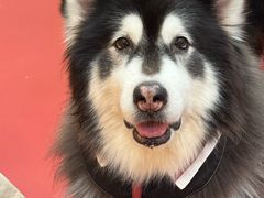 -和它·交个朋友·狗咖猫咖(爱琴海店)