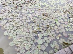 -大湾区中央湿地公园