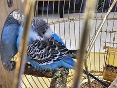 -椰子湾·海南火锅·糟粕醋·椰子鸡(正大广场店)