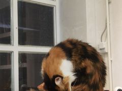 -玫瑰咖啡(中山六路店)