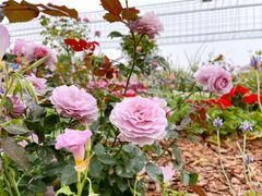 -深圳国际园林花卉博览园