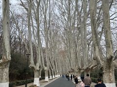 -灵谷景区