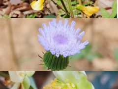 -西双版纳基诺山寨