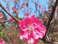 -南国桃园旅游度假区