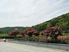 -龙寺生态园