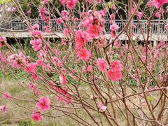 -南国桃园旅游度假区