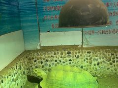 -上海大自然野生昆虫馆(东方明珠·爬宠昆虫探索中心)