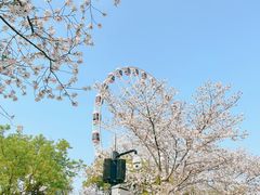 -顾村公园