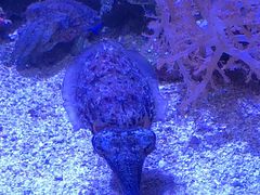 -西雅图水族馆
