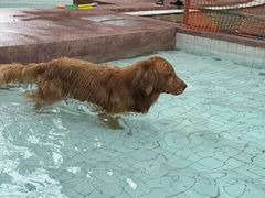 -帕帕拉兹宠物(亚洲旗舰店)