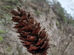 -王顺山国家森林公园