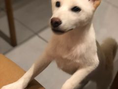 -柴务处·柴犬主题狗咖