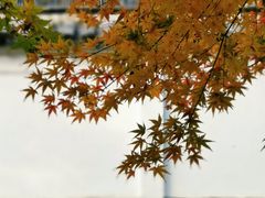 -秋霞圃