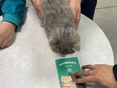 -中农国际动物医院24小时·猫科·骨科·急重症中心