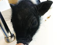 -怪兽屋·羊驼·猫咖·狗咖(俊华广场店)