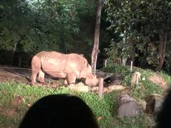 -清迈夜间动物园