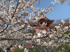 -% Arabica(京都东山店)